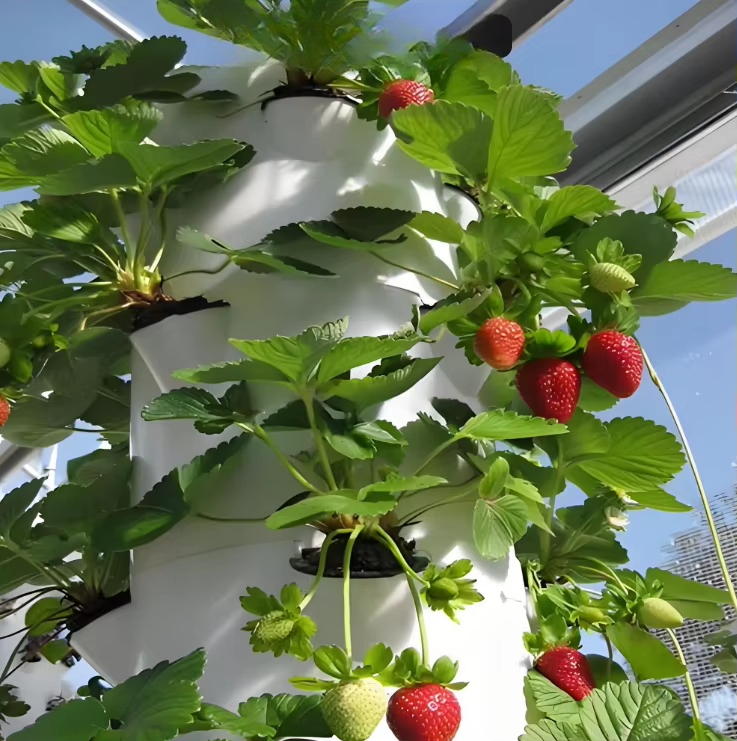 ระบบปลูกพืชแบบไฮโดรโปนิกส์แบบโ - Urban Farming Urban Gardening บทวิจารณ์และราคา